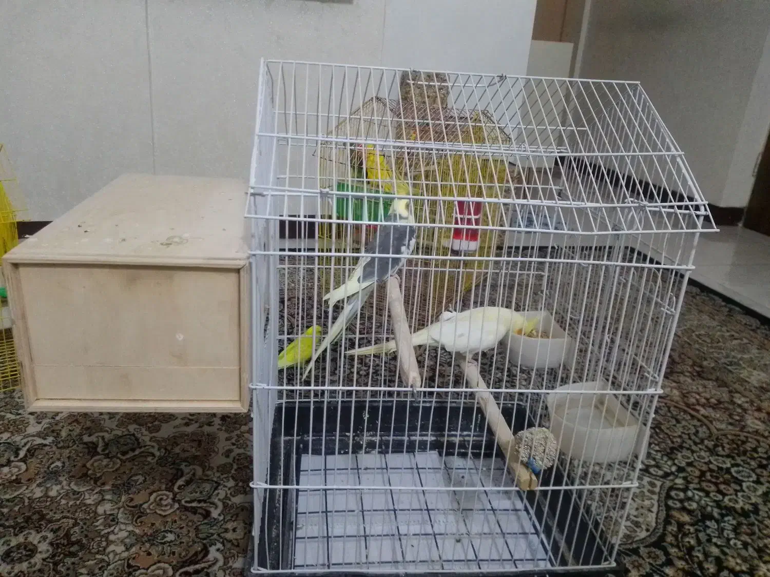 عروس هلندی|پرنده|تهران, نیروی دریایی|دیوار