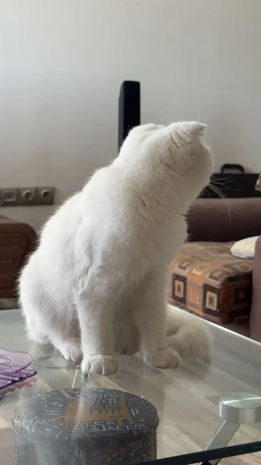 گربه اسکاتیش اصیل|گربه|کرمان, |دیوار