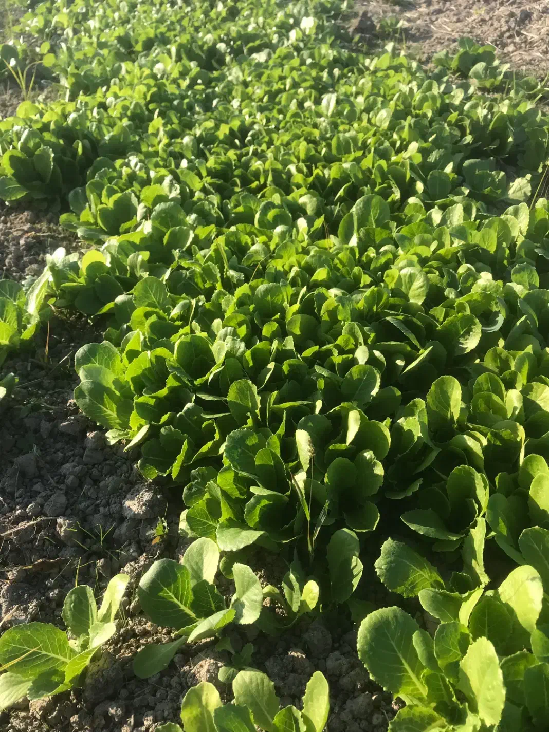 فروش نشا کاهو|خدمات باغبانی و درختکاری|سورک, |دیوار