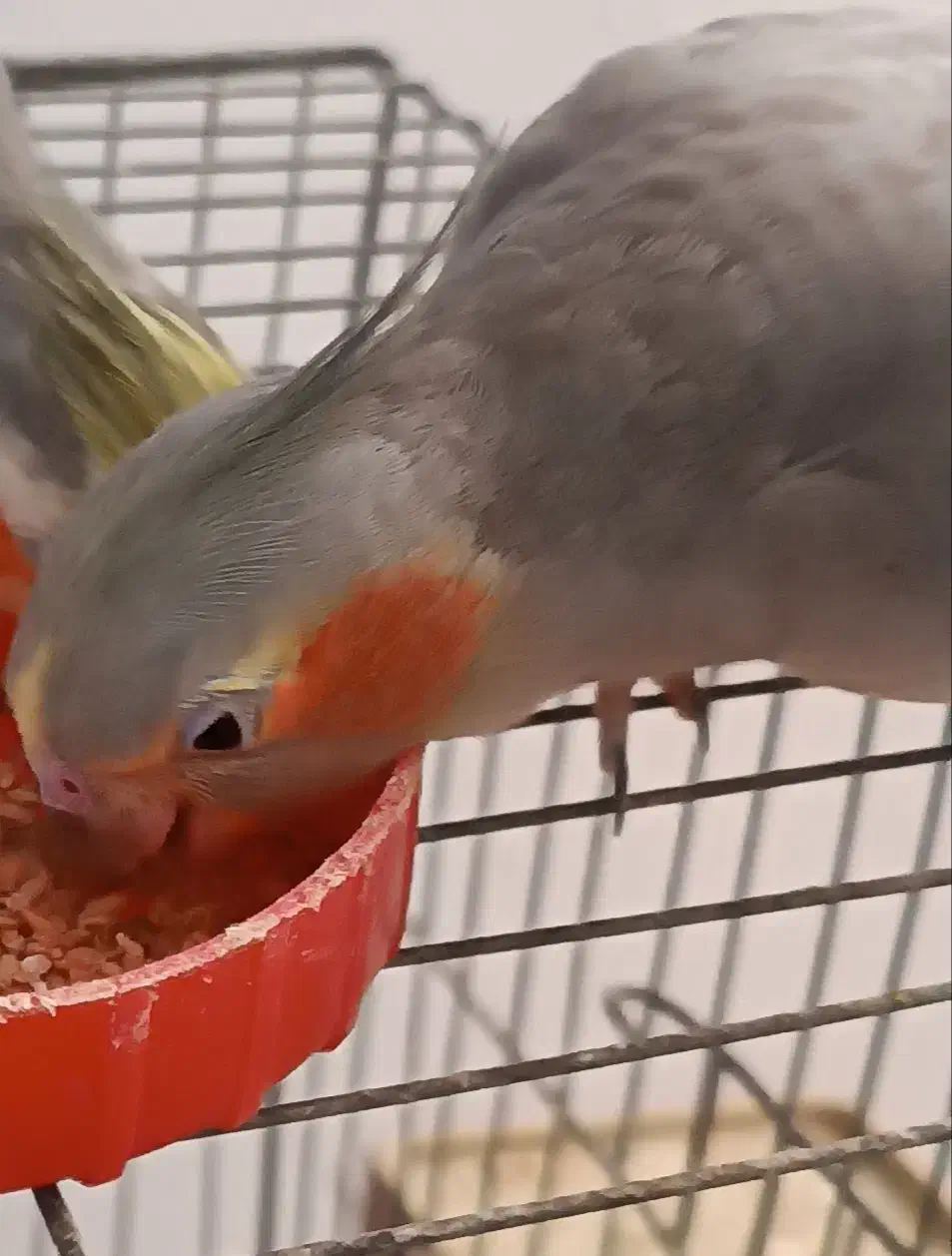 سه عروس هلندی و دو فنچ|پرنده|لاهیجان, لاشیدان|دیوار