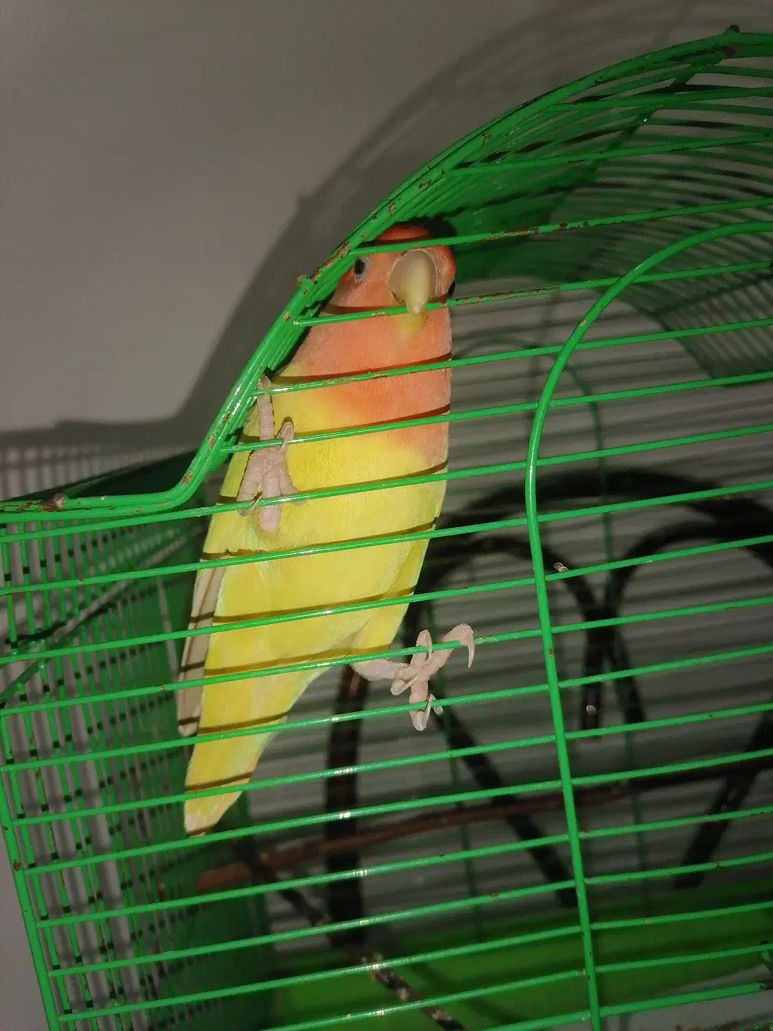 طوطی برزیلی زرد صورت هلویی|پرنده|نوشهر, |دیوار