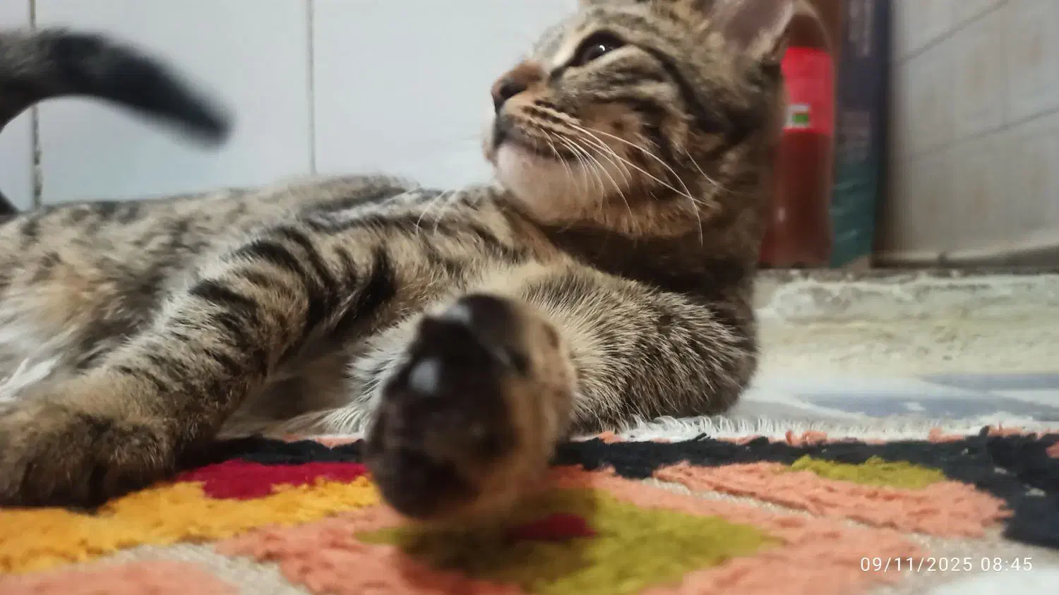 گربه ملوس|گربه|اسلامشهر, مطهری|دیوار