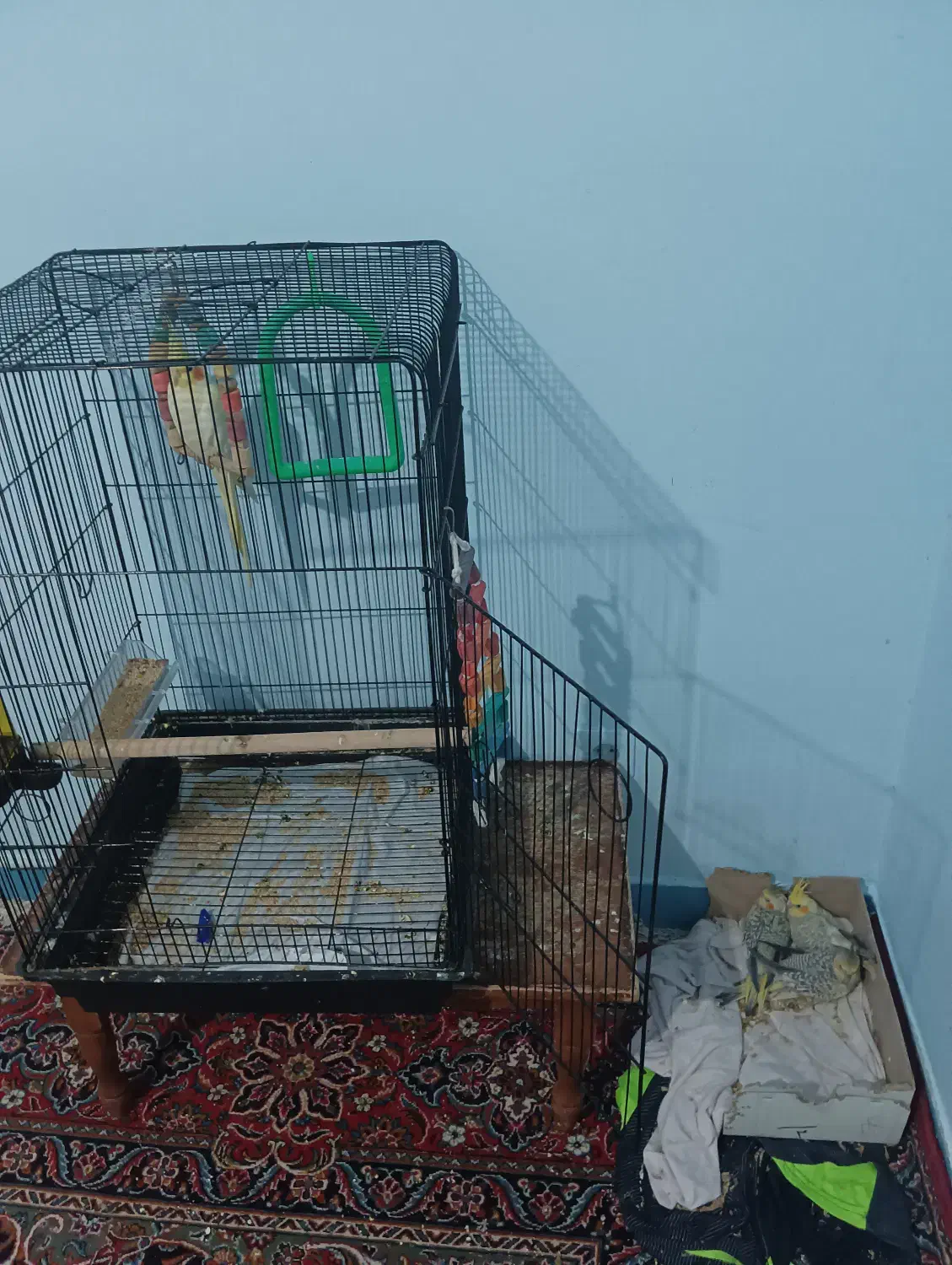 گمشده|پرنده|مهاجران, |دیوار