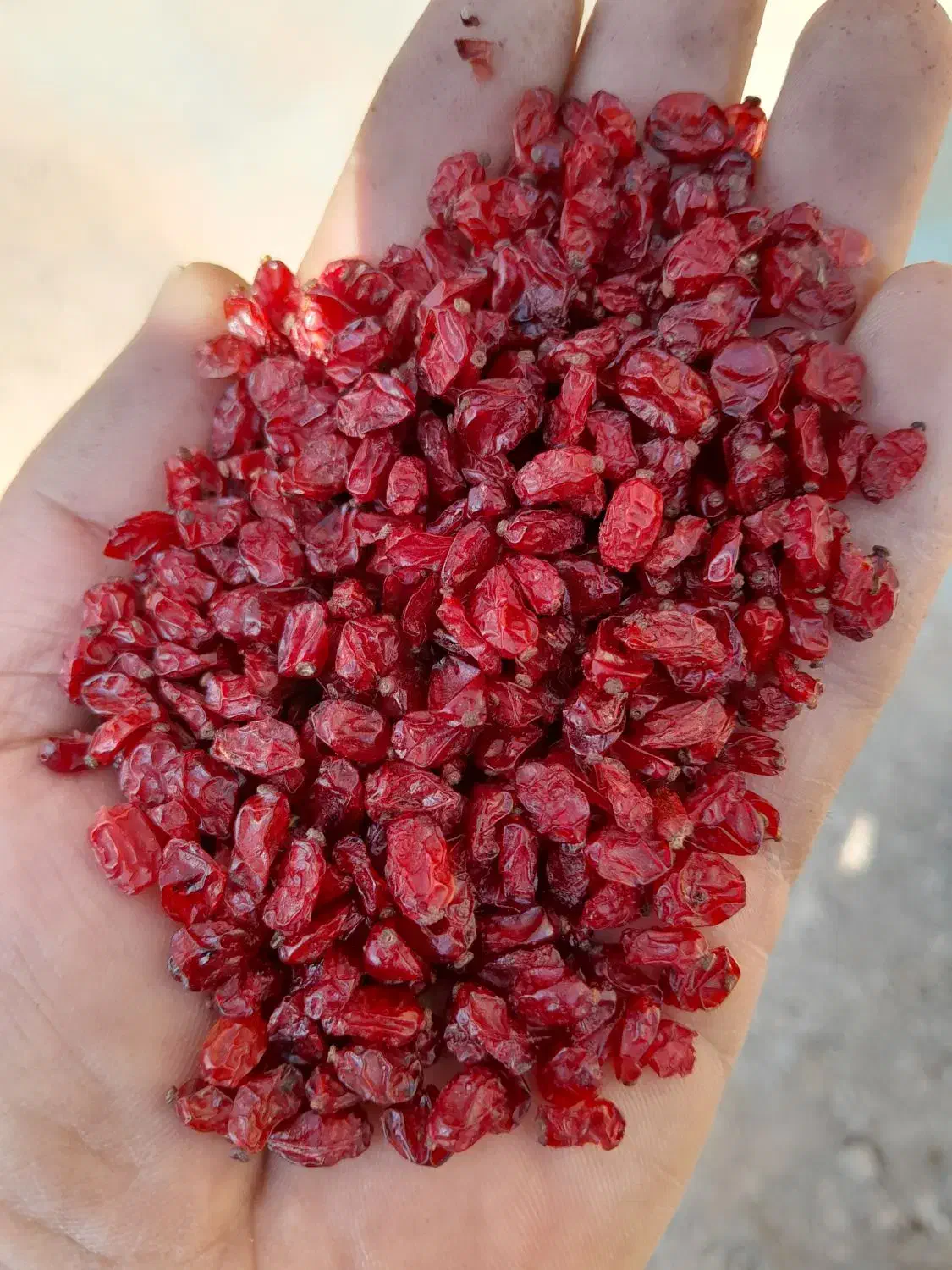 زرشک درجه یک امسالی وآب زرشک|خوردنی و آشامیدنی|نیشابور, شهرک فیروزه|دیوار