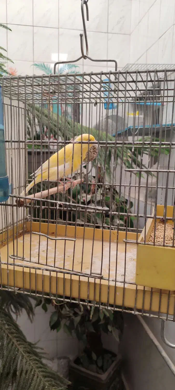 قناری نر|پرنده|اصفهان, کلمان|دیوار