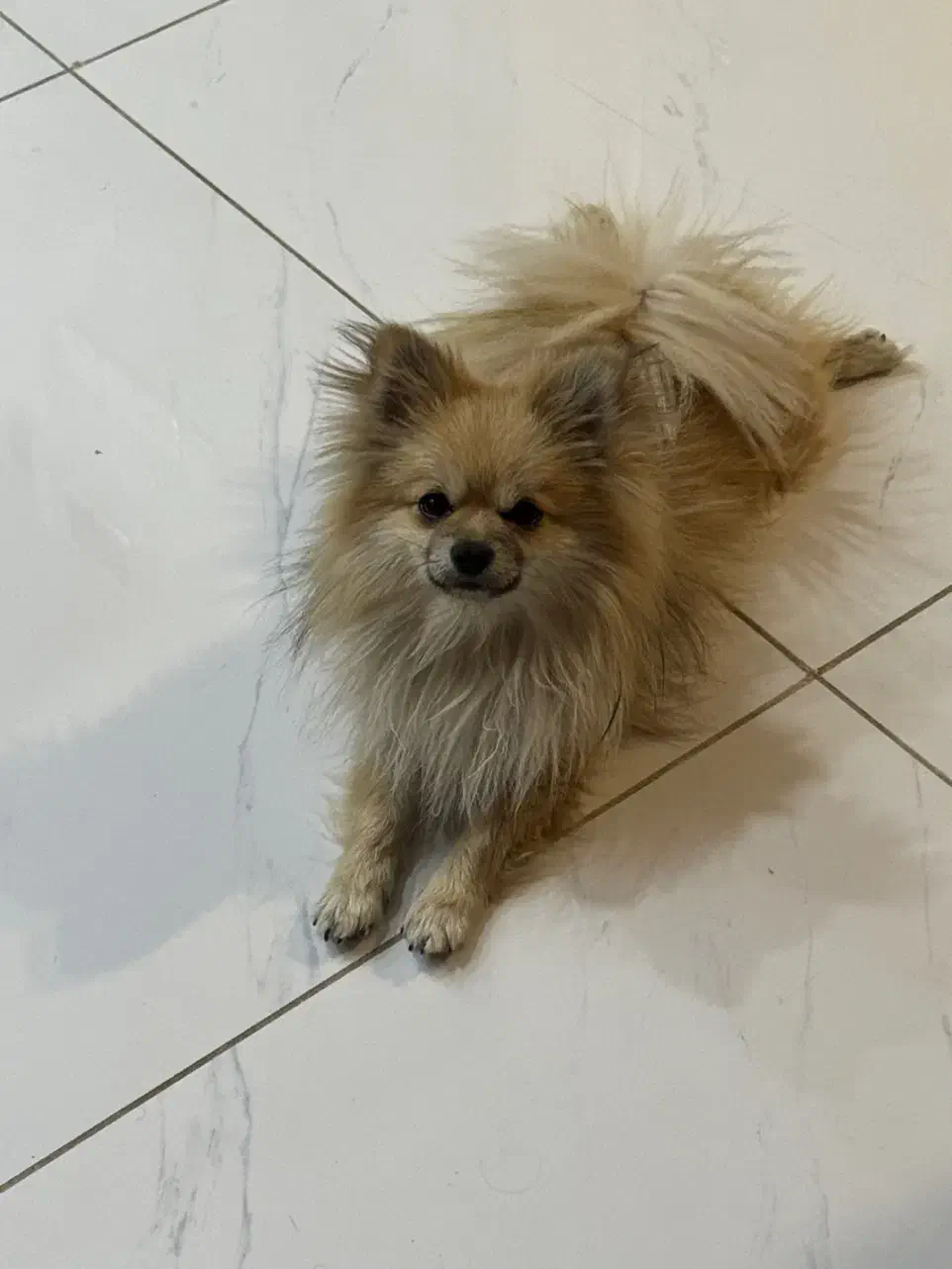 گمشده در کوی وحدت خیابان شهید نسیمی|حیوانات|شیراز, کوی وحدت|دیوار