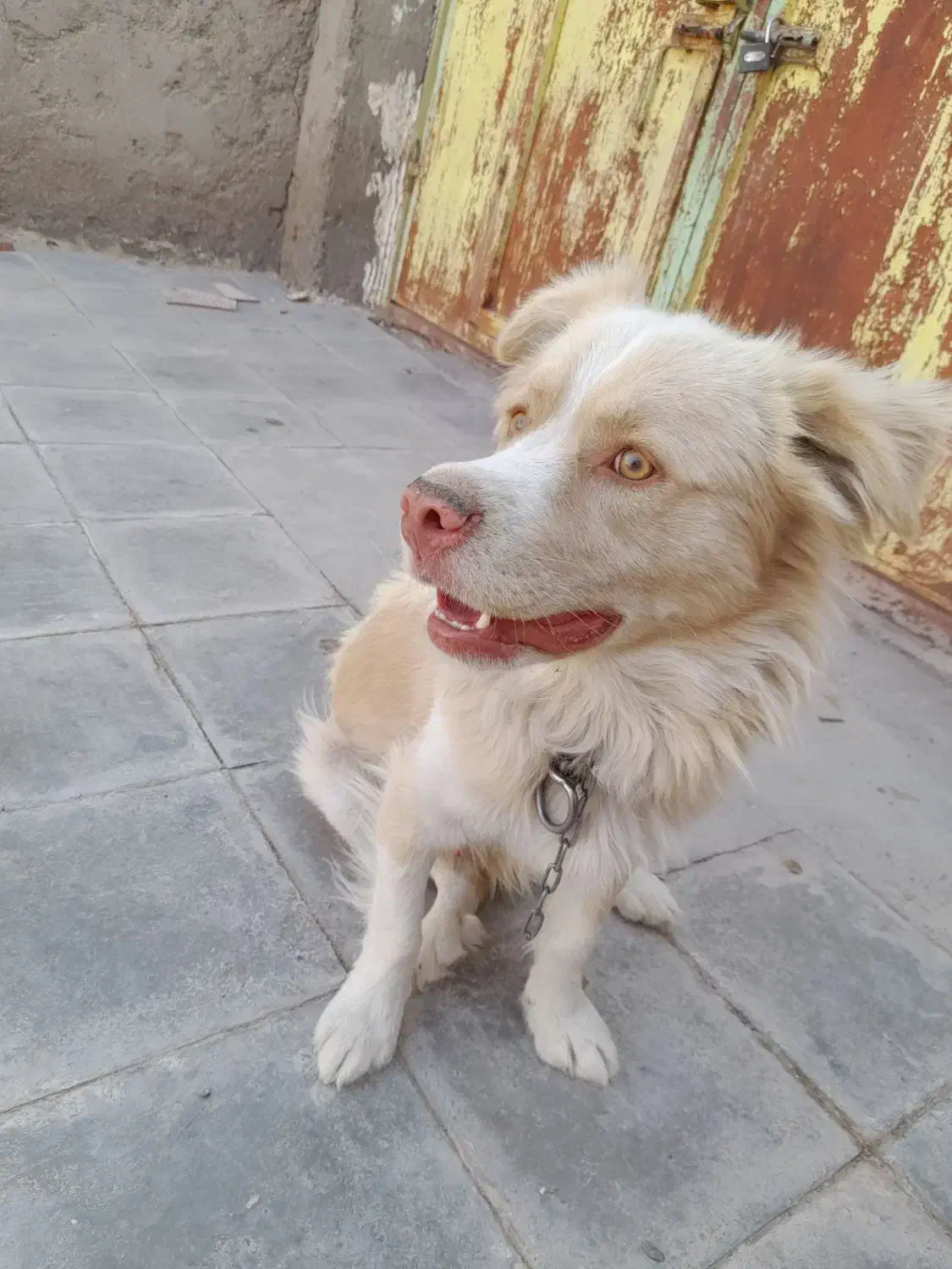 سگ پا کوتاه نر، ماده|سگ|سربیشه, |دیوار