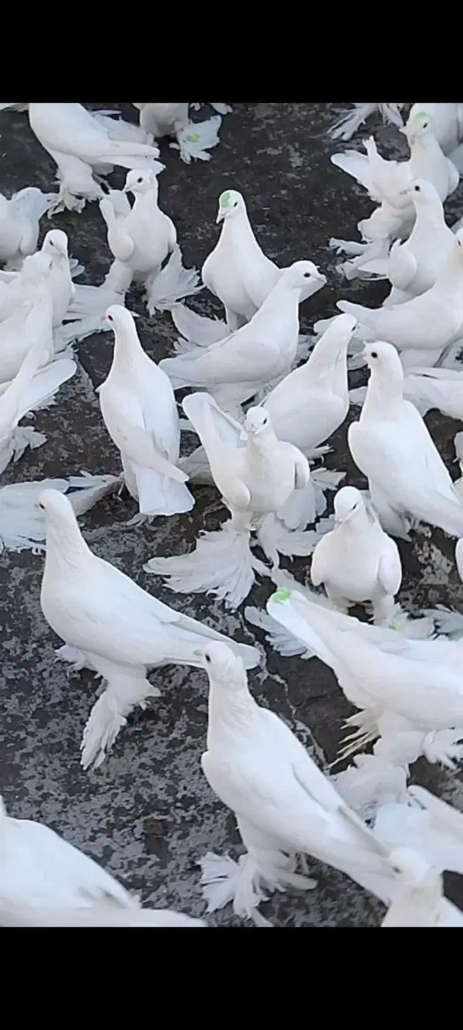 کبوترلوتیپاپر|پرنده|اهر, |دیوار