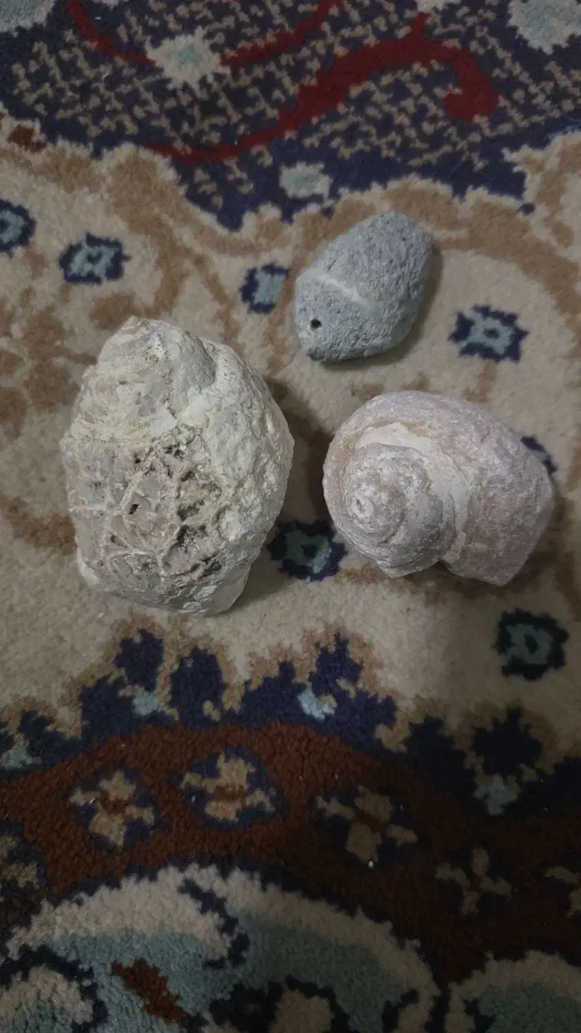 فسیل|کلکسیون اشیاء عتیقه|رستاق, |دیوار