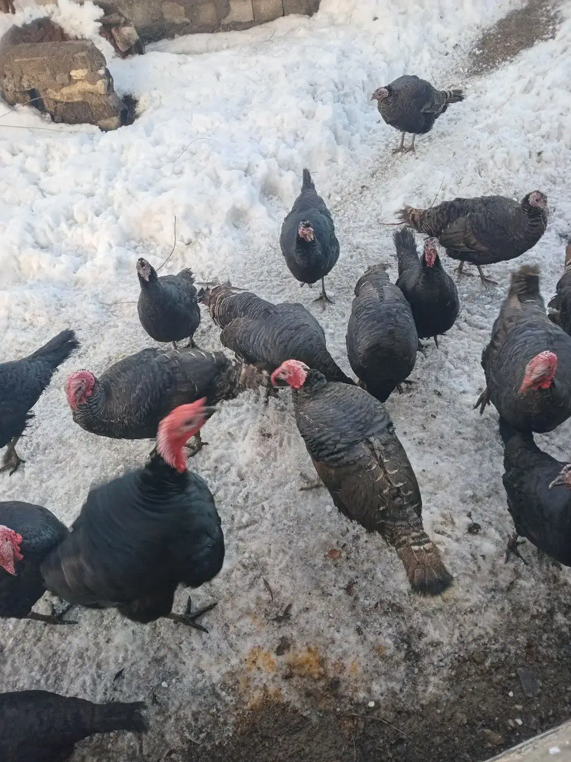 بوقلمون|حیوانات مزرعه|سیلوانه, |دیوار