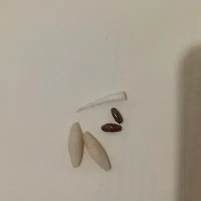 مهره|جواهرات|یاسوج, |دیوار