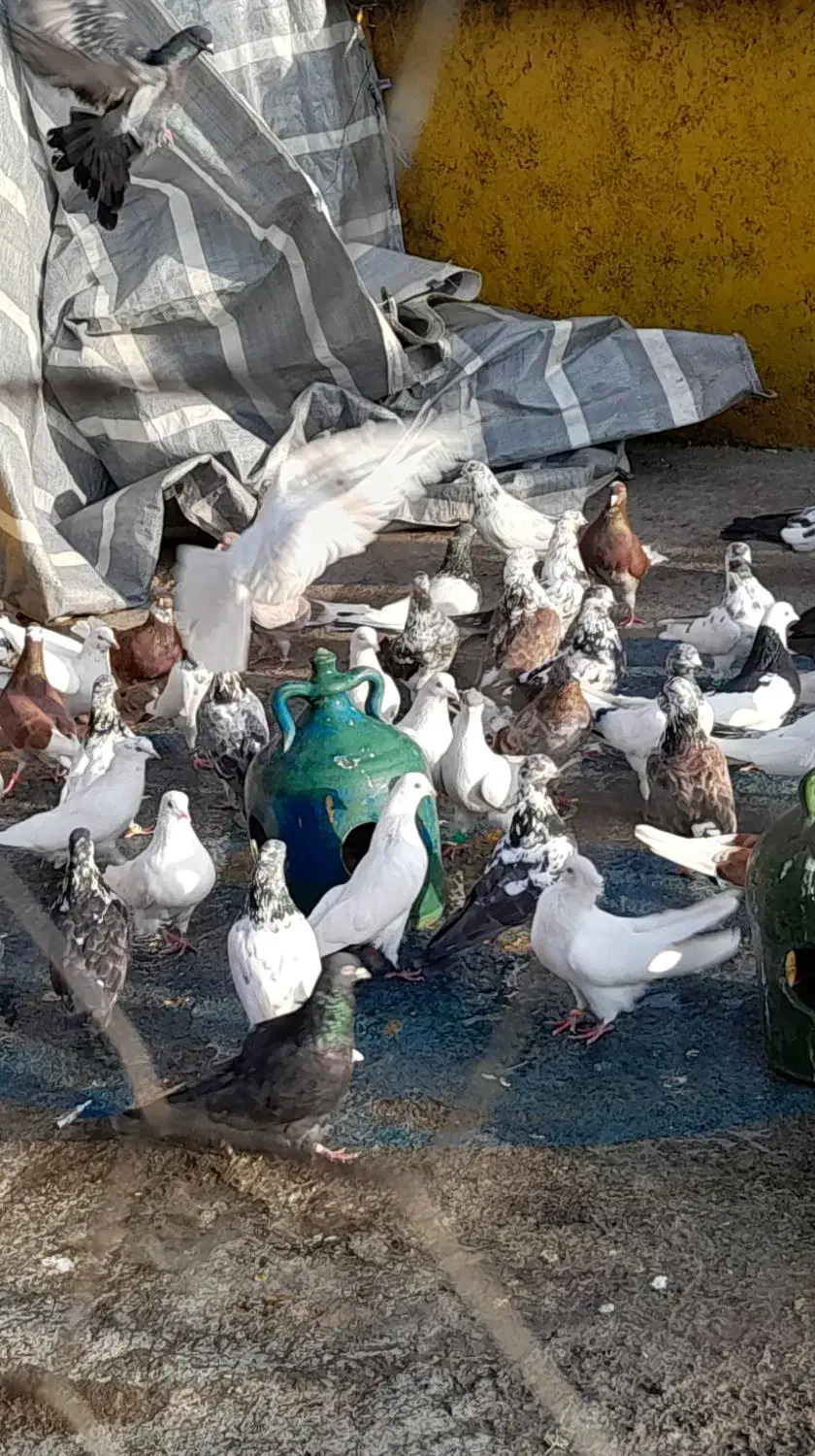 کبوتر پروازی|پرنده|شفت, |دیوار