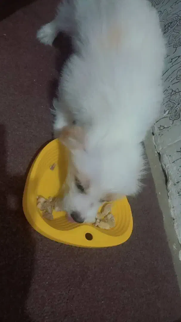 سگ سرحال|سگ|شوشتر, |دیوار