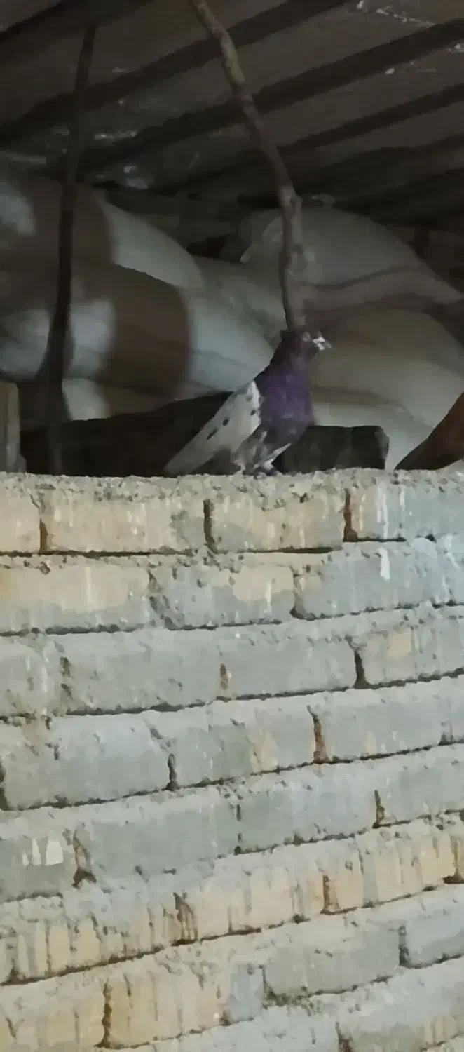 باسلام کبوتر خوب پرشتی قیمت موفت جفتی نر کله سرخ|پرنده|زاغه, |دیوار