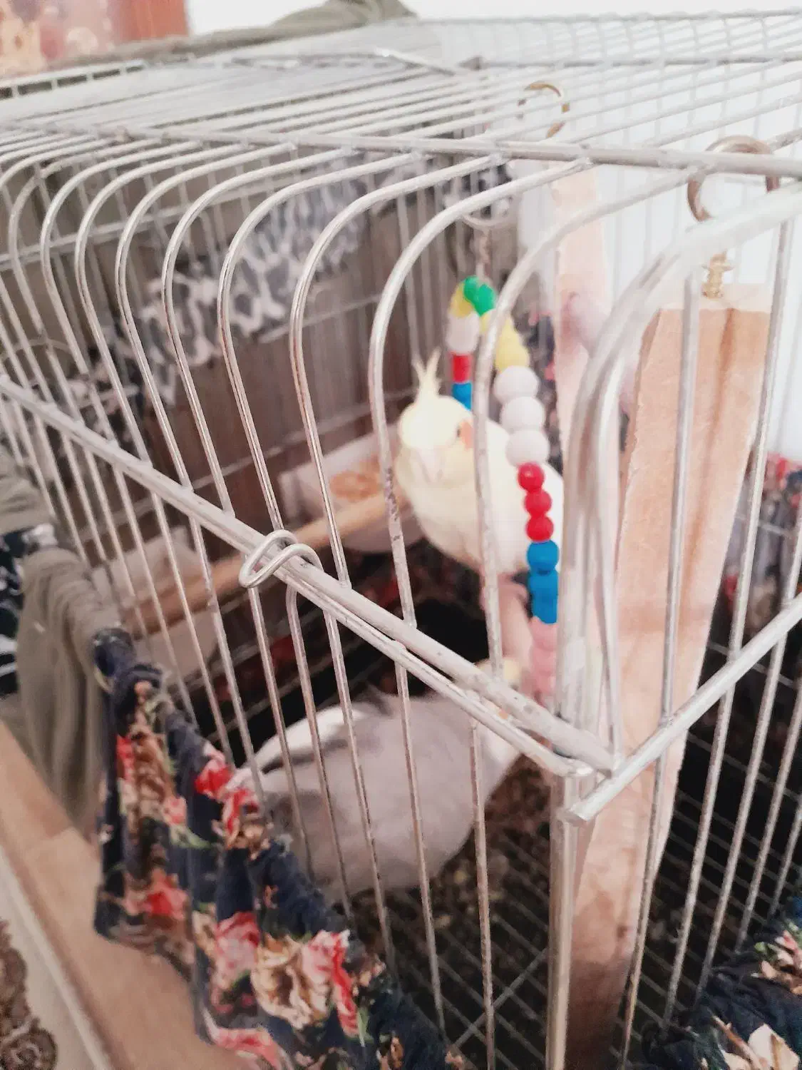 عروس هلندی جفت|پرنده|ری, بازار آهن|دیوار