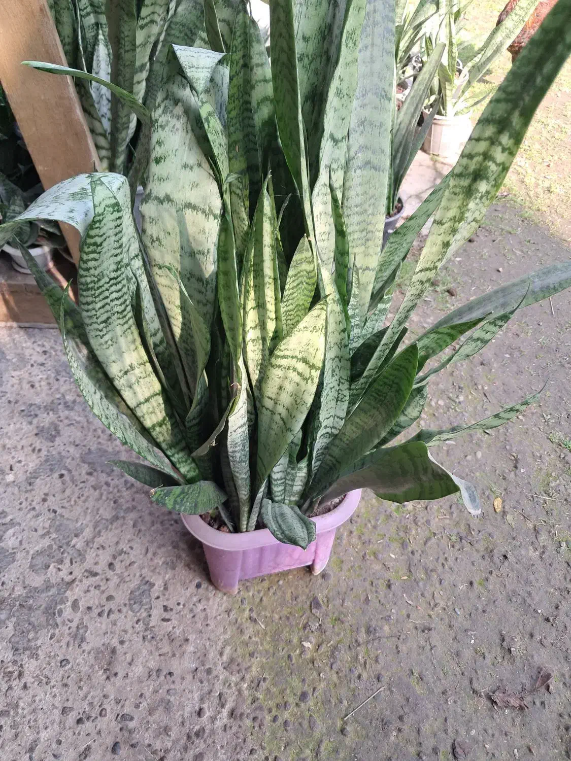 گل سانسوریا|گل و گیاه طبیعی|لاهیجان, لیالستان|دیوار