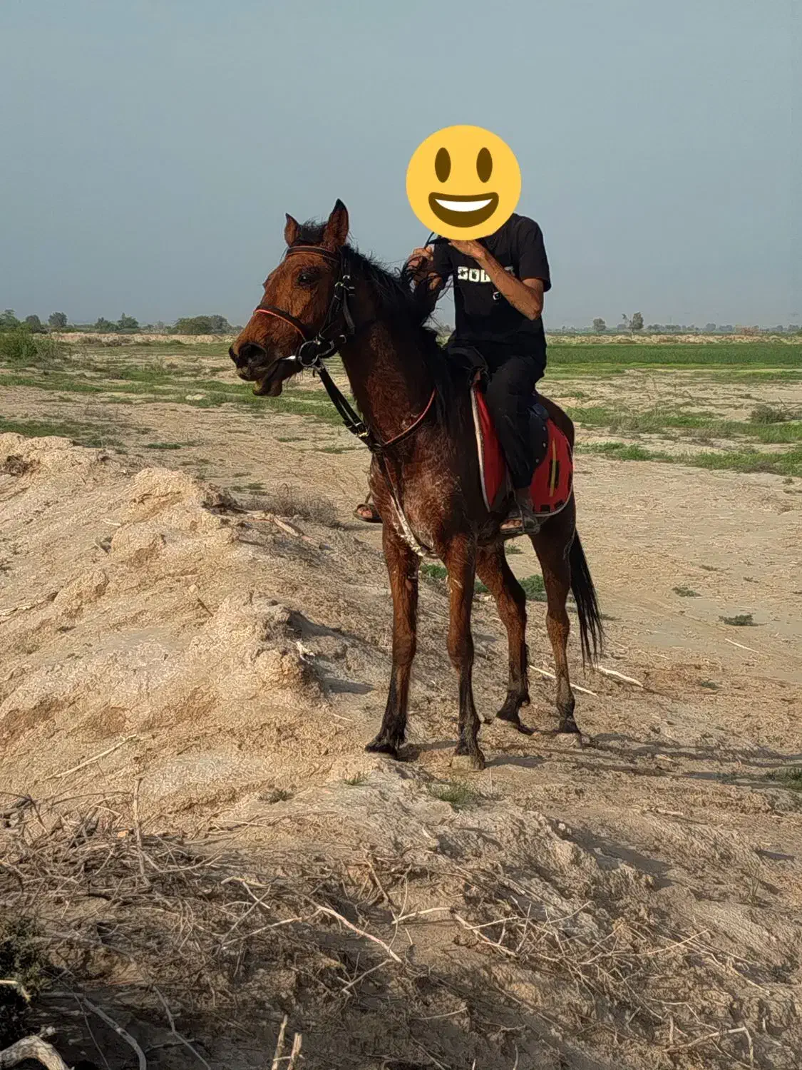 اسب کرد|اسب و تجهیزات اسب‌سواری|شمیل, |دیوار