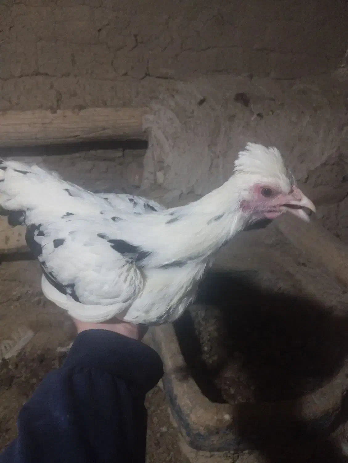 مرغ و خروس گلین|حیوانات مزرعه|کمیجان, |دیوار