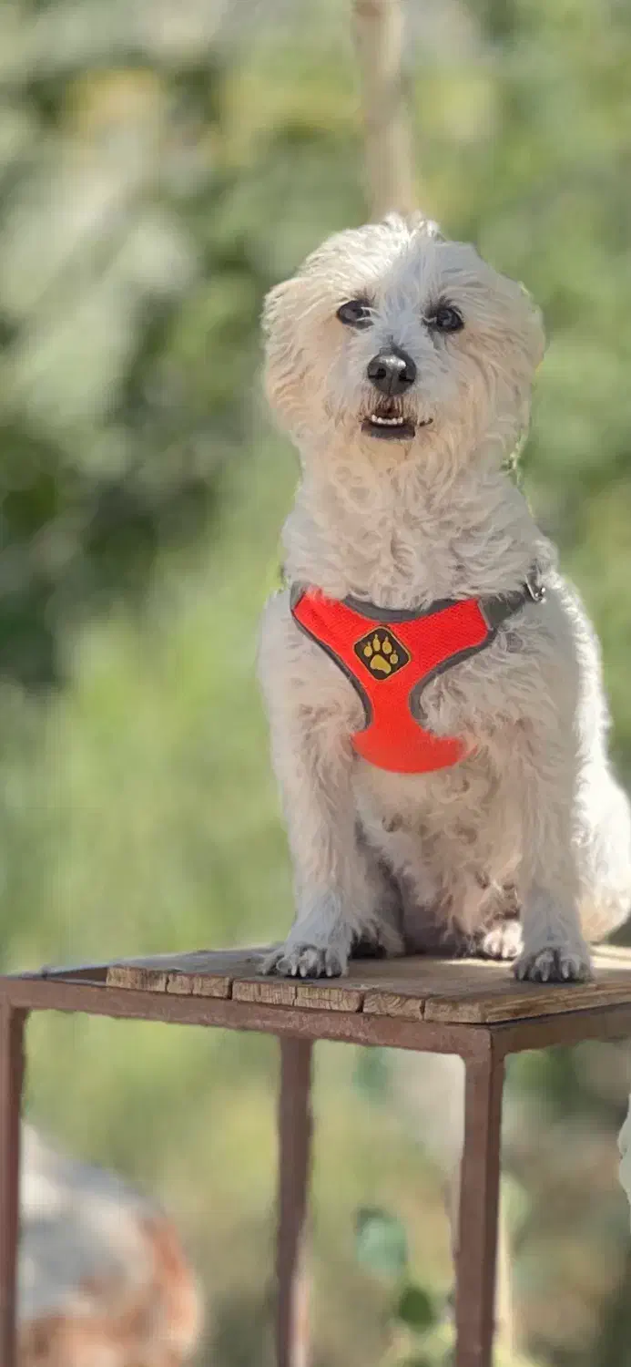 گمشده گمشده مژدگانی مژدگانی|حیوانات|مهریز, |دیوار