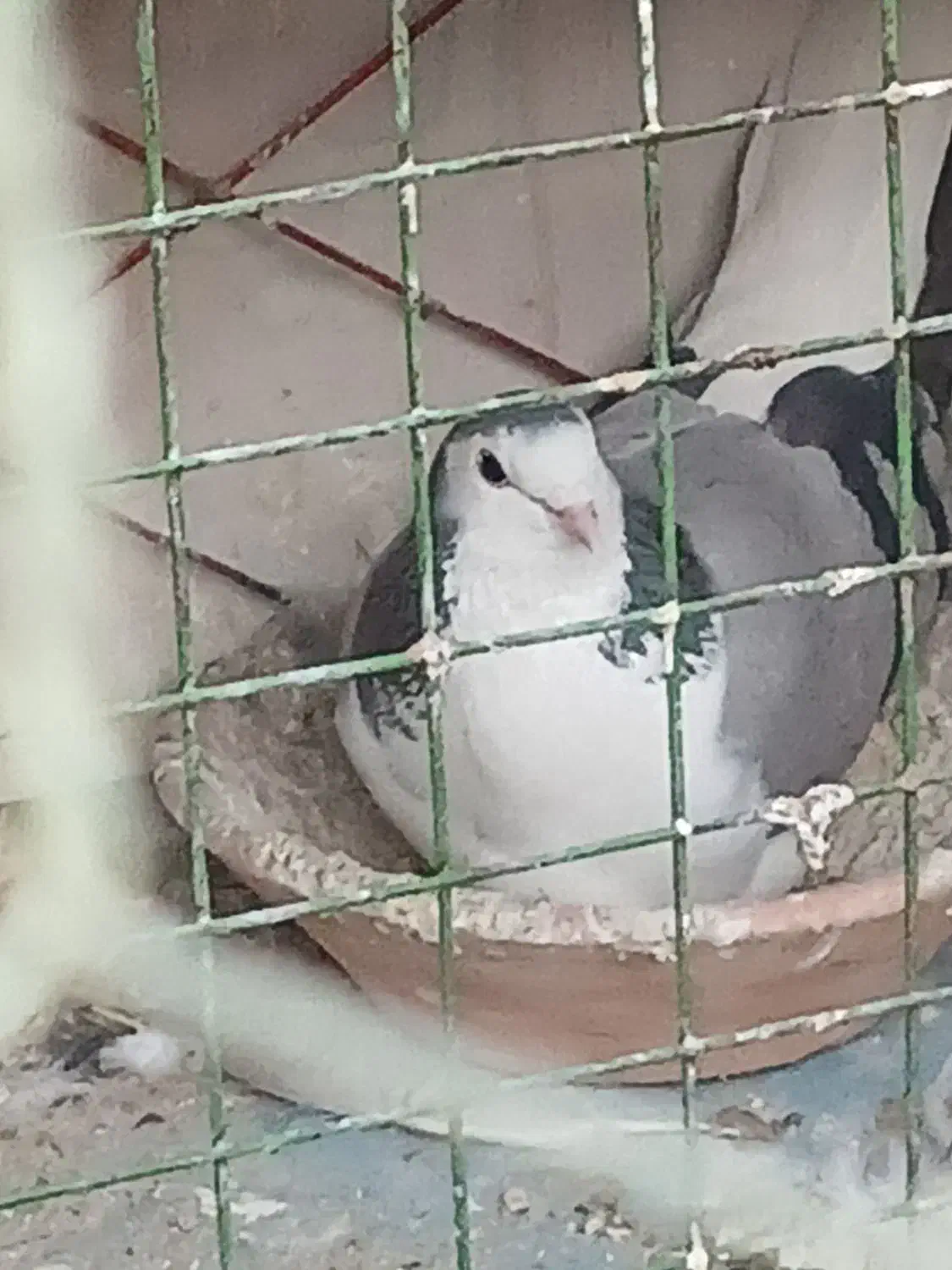 کبوتر دمگیر|حیوانات|اصفهان, شاه پسند|دیوار