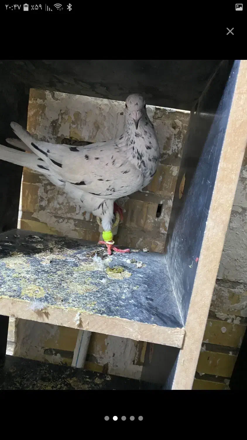 پرنده|پرنده|اهواز, امانیه|دیوار