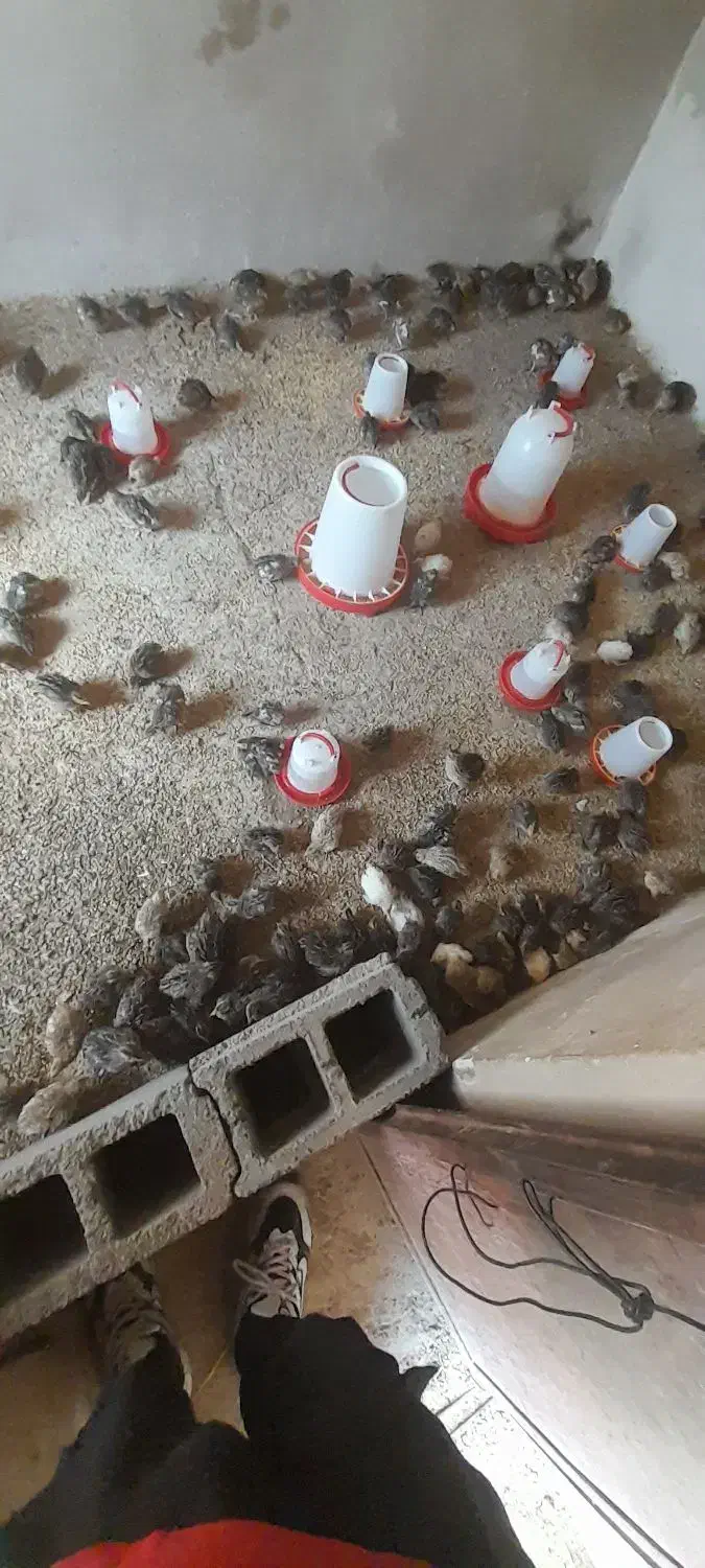 بلدرچین سرایان|حیوانات مزرعه|فردوس (خراسان), |دیوار