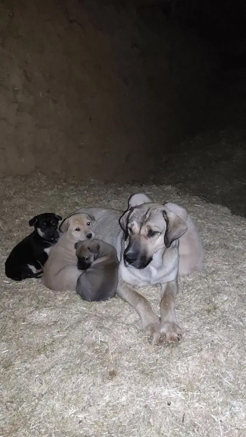 ماده پژدر|سگ|سنندج, |دیوار