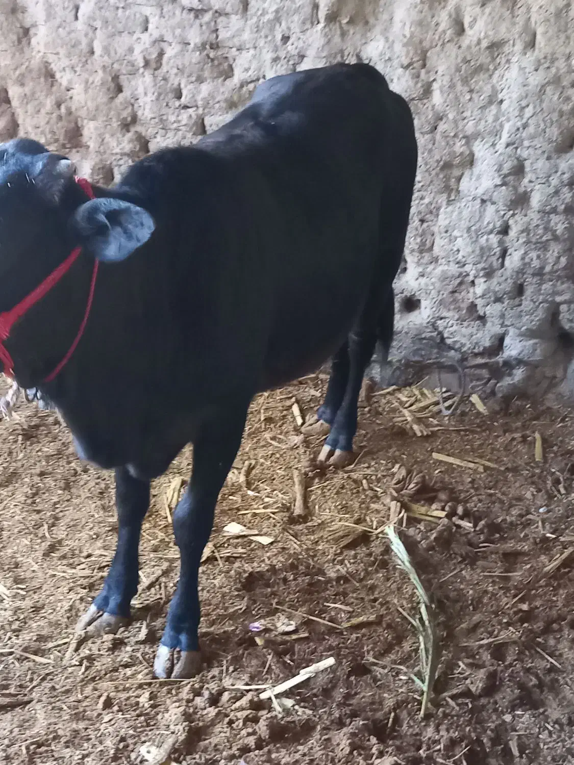 گاوشیری|حیوانات مزرعه|هیدوچ, |دیوار