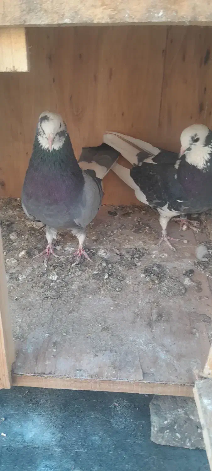 کفتر پرشی|پرنده|شهریار, اسد‌آباد|دیوار