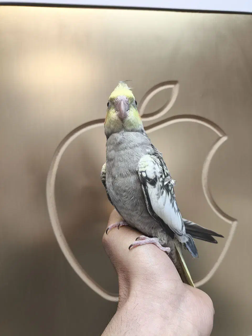 عروس هلندی|پرنده|نسیم‌شهر, |دیوار