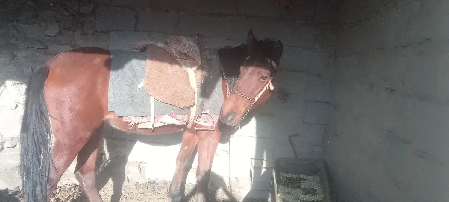 اسب ماده|اسب و تجهیزات اسب‌سواری|مشهد, سیس‌آباد|دیوار