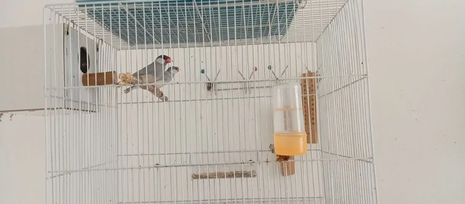 فنچ مولد نرگسی|پرنده|قوچان, |دیوار