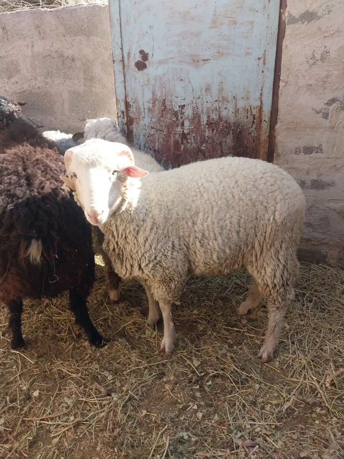 نری پاکستانی .بز پاکستانی .بره نر سبک و نژاد دار|حیوانات مزرعه|رفسنجان, |دیوار