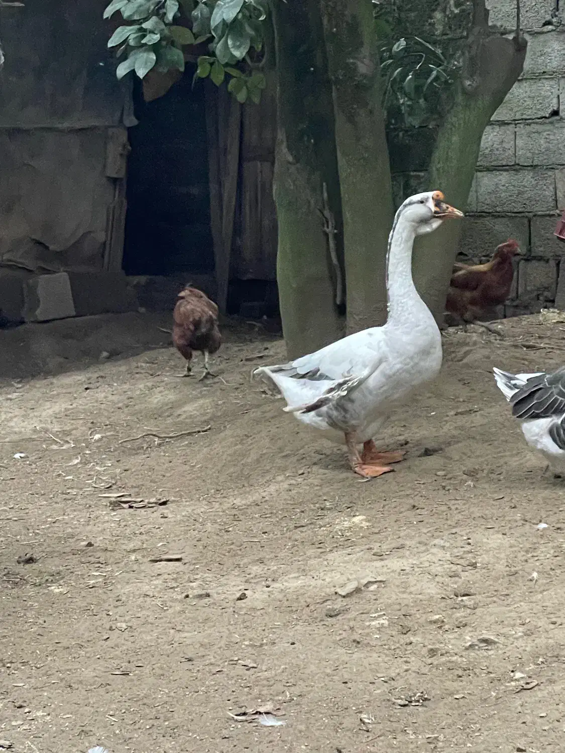 غوغاز|حیوانات مزرعه|لنگرود, |دیوار