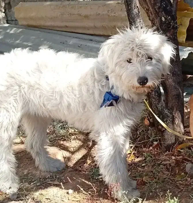 سگ شیتزو|سگ|یاسوج, |دیوار