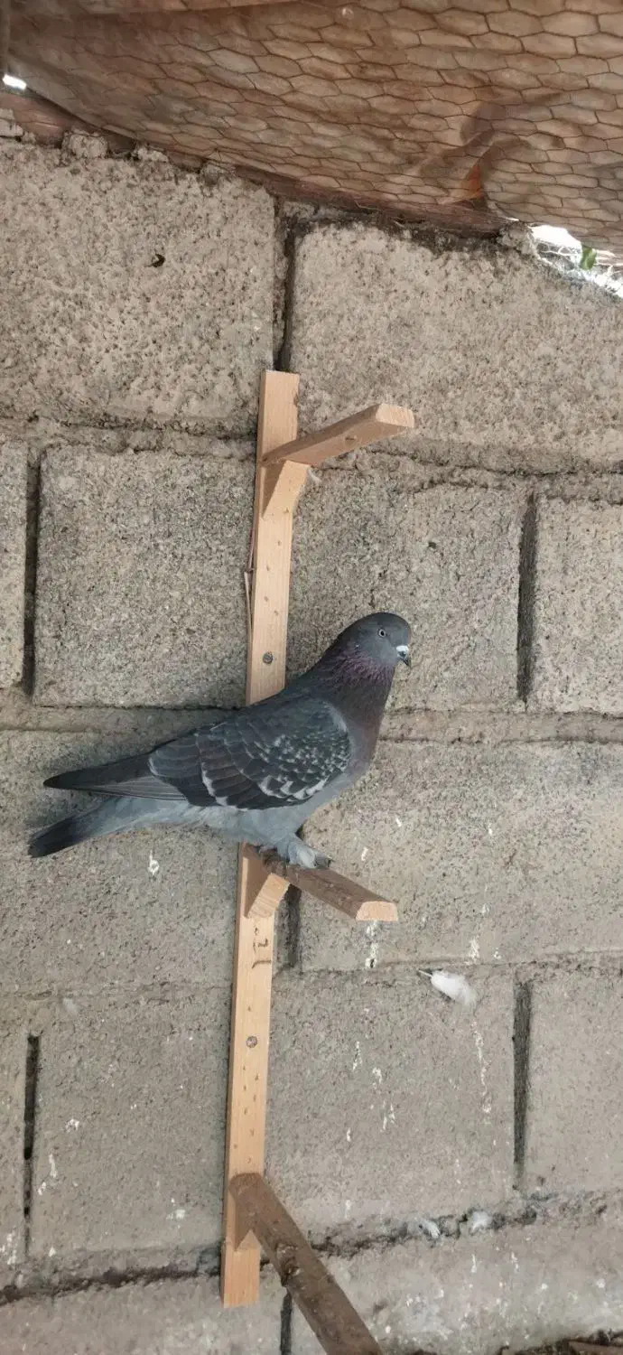 کبوتر مگسی|پرنده|فاضل آباد, |دیوار
