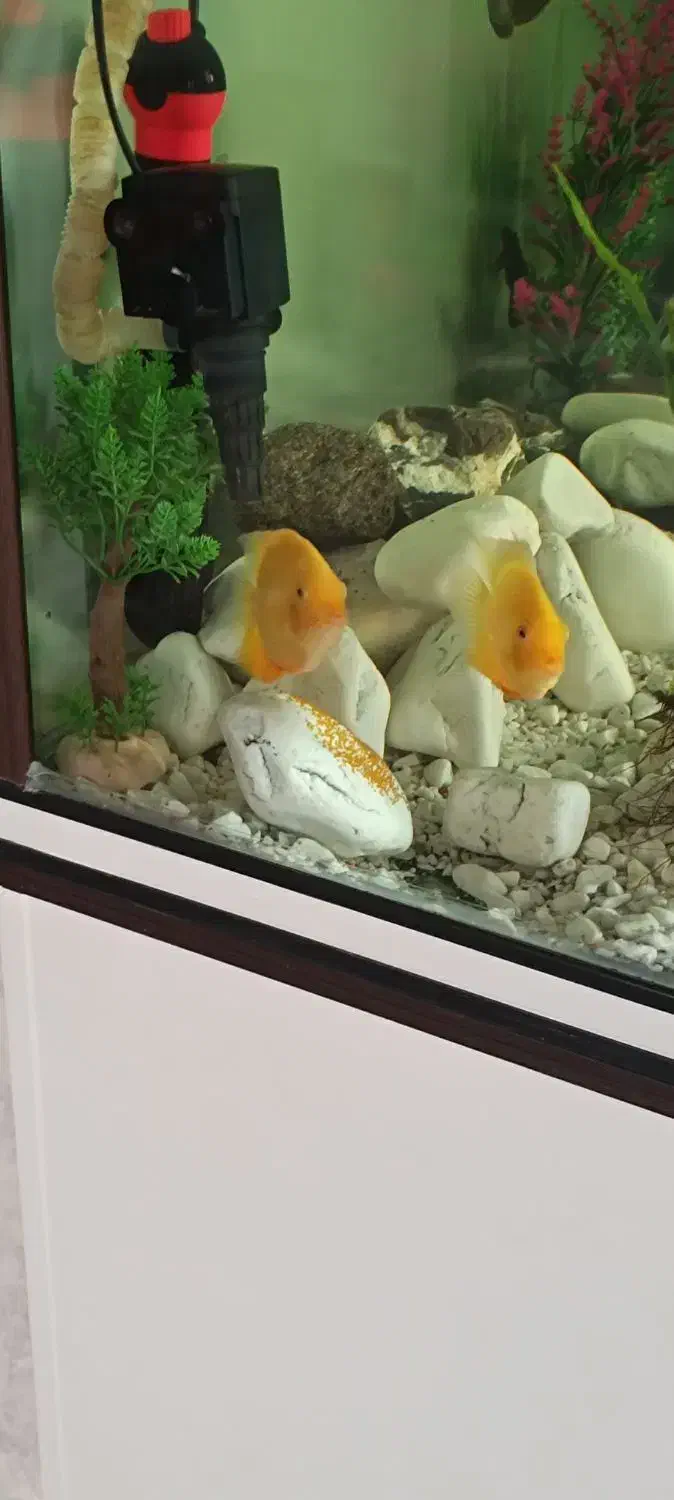 ماهی|ماهی|پردیس, فاز ۲|دیوار