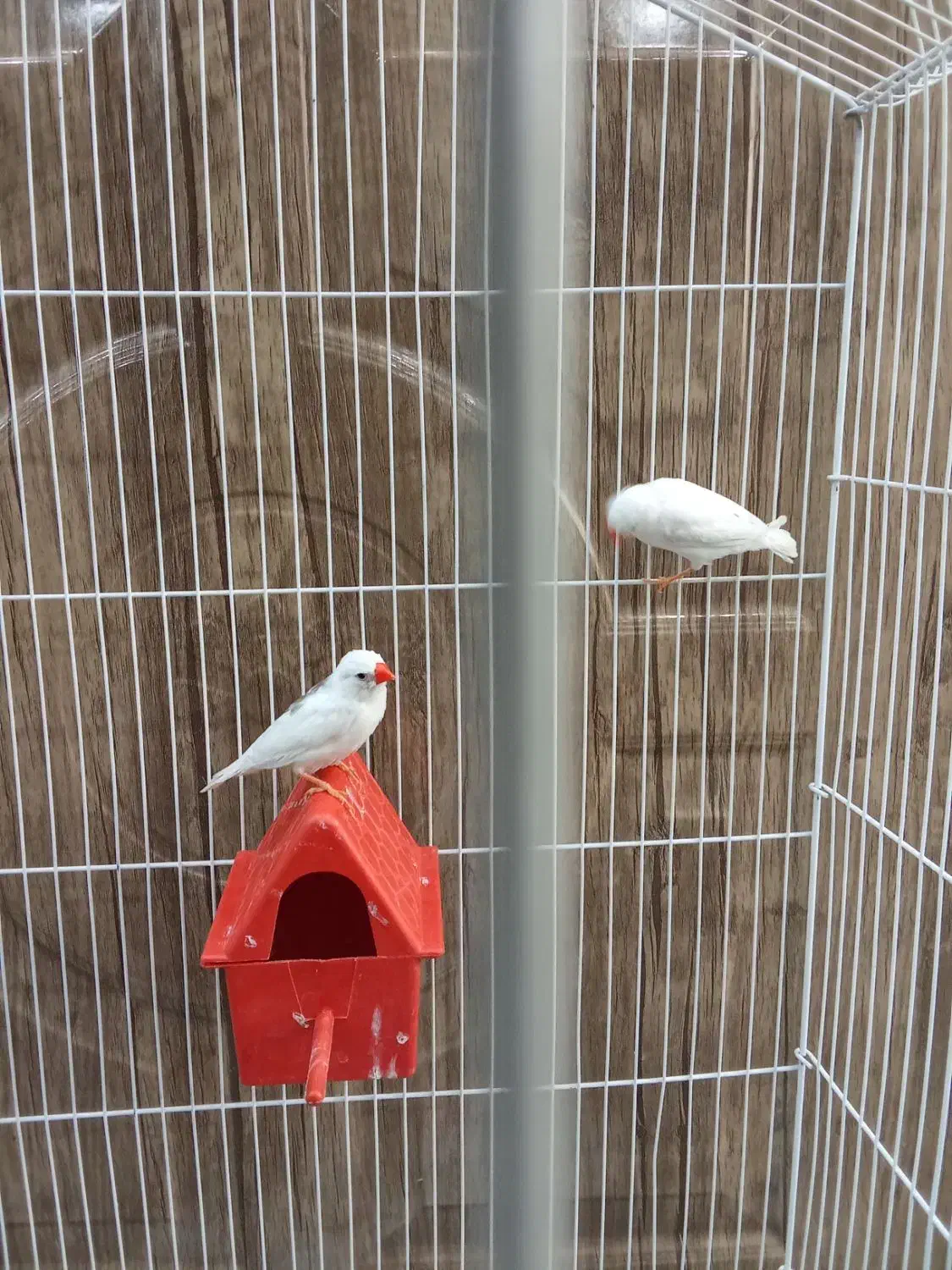 فنج|پرنده|بهارستان, |دیوار