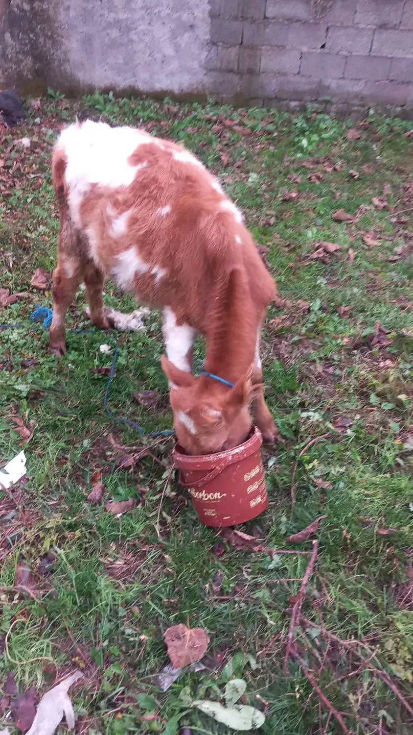 فروش ۲عددلیشه،یک عددنر|حیوانات مزرعه|گوراب زرمیخ, |دیوار