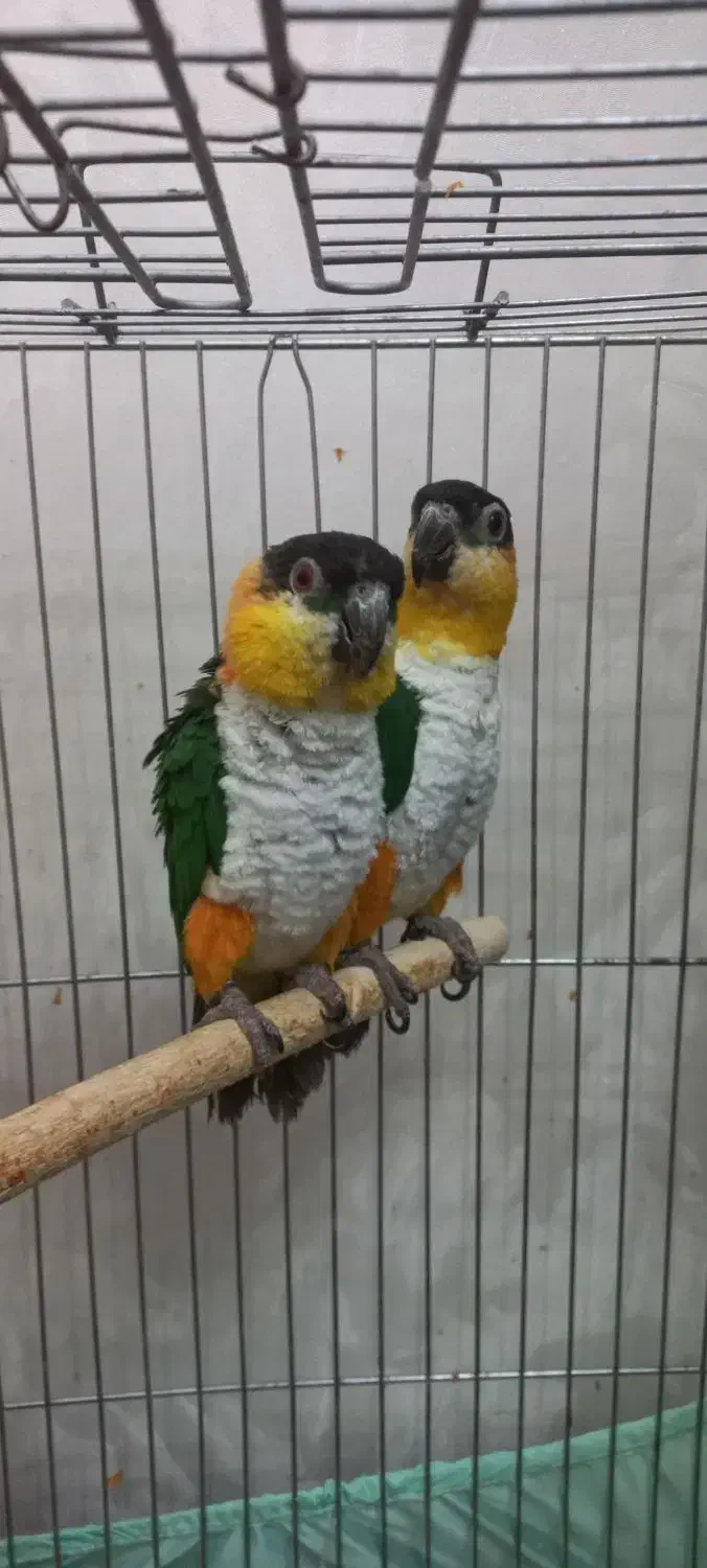 کایک سرسیاه|پرنده|تهران, افسریه شمالی|دیوار