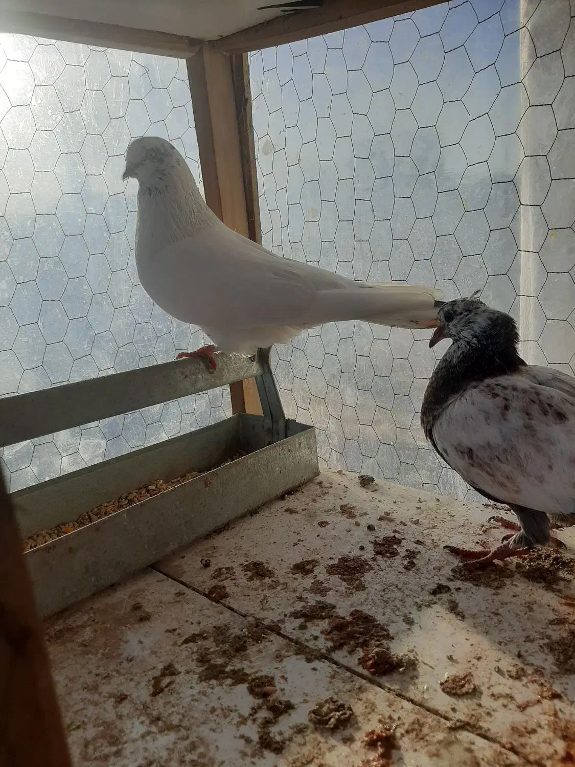 کبوتر|پرنده|برخوار, |دیوار