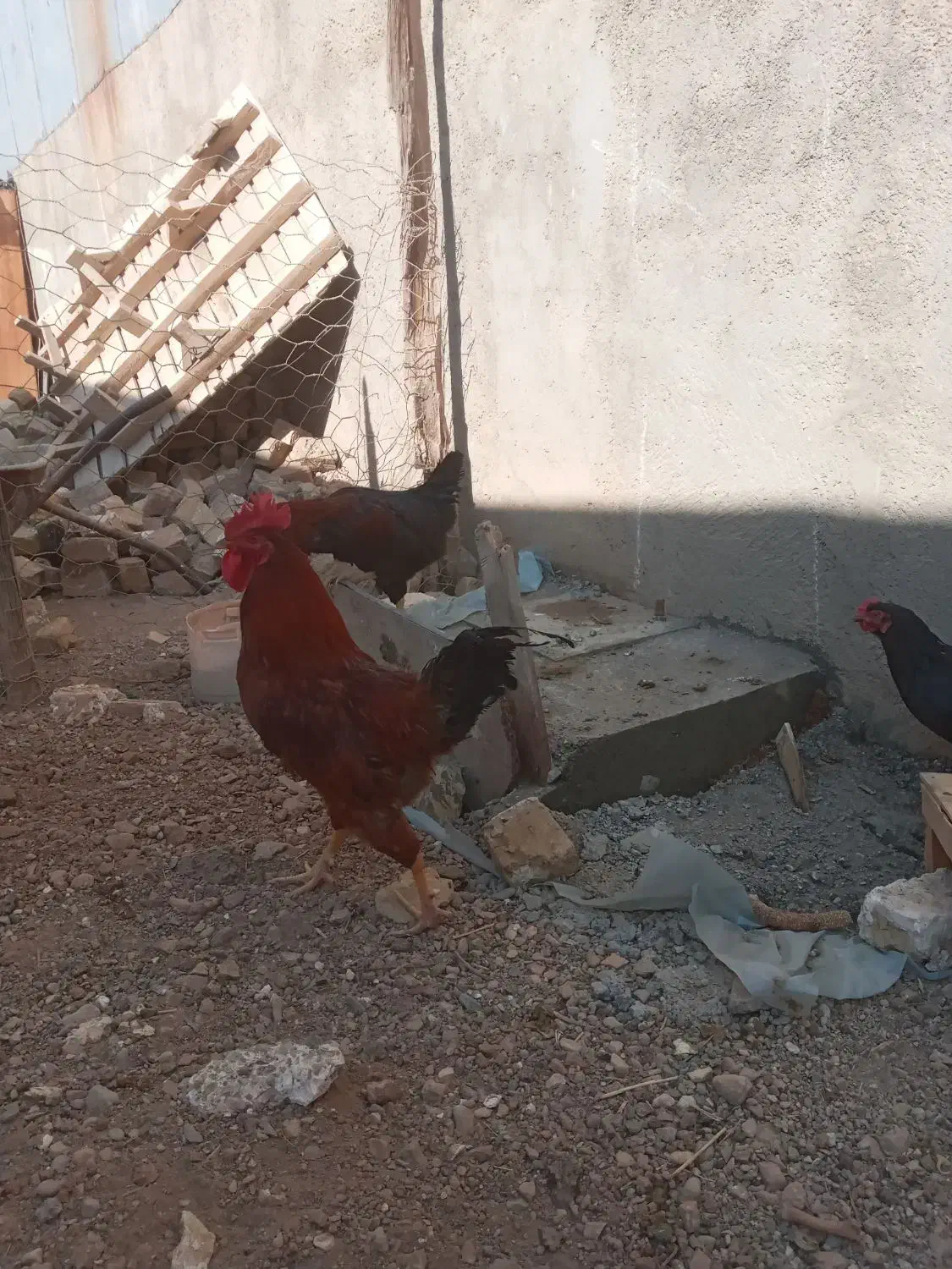 یک عدد خروس محلی|حیوانات مزرعه|تاکستان, |دیوار