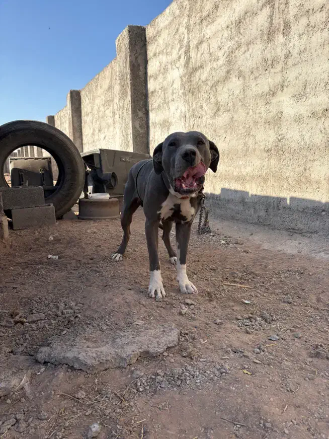 سگ پیت بول|سگ|قزوین, |دیوار