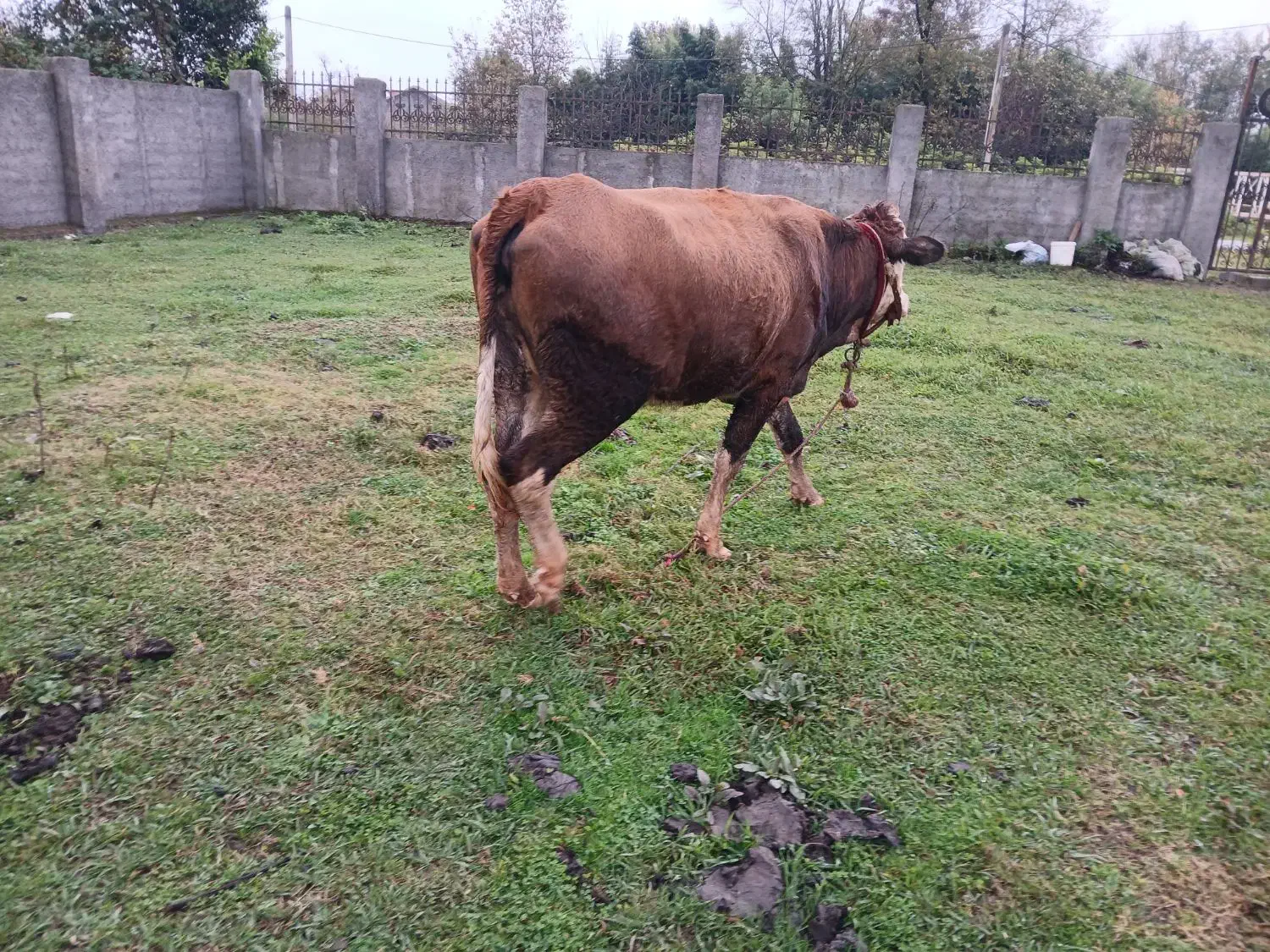 گاو سیمینتال آبستن|حیوانات مزرعه|لاهیجان, آهندان|دیوار