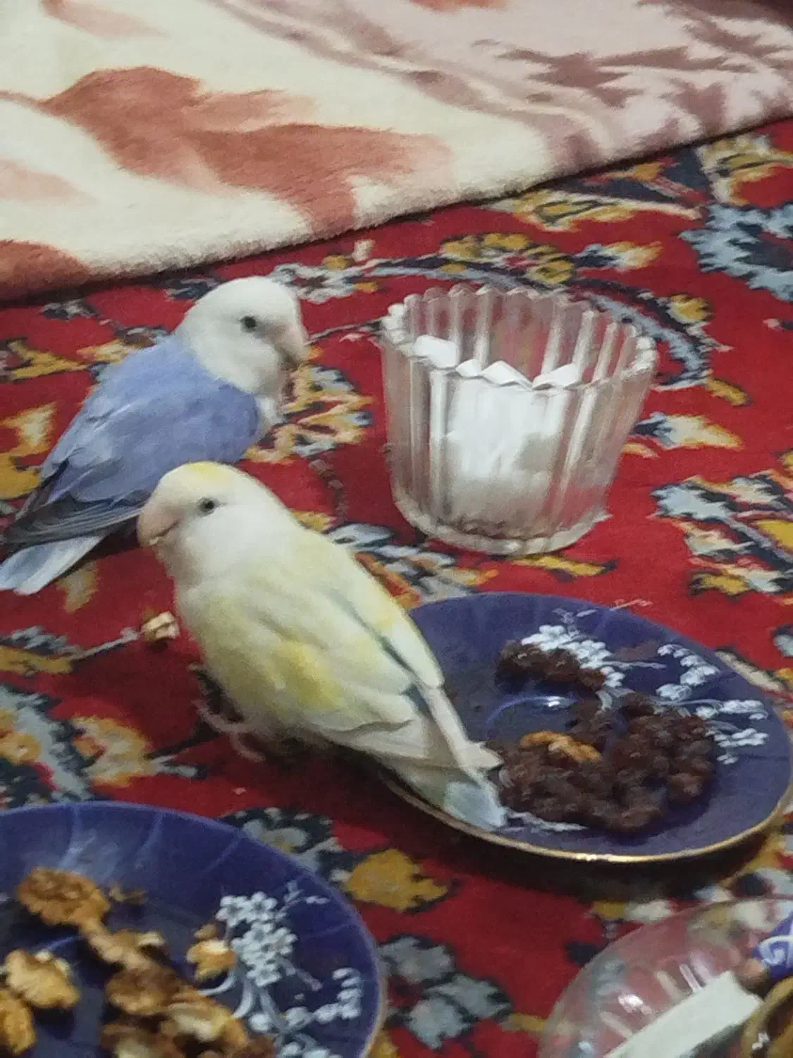 جفت طوطی برزیلی وایت فیس|پرنده|نمین, |دیوار