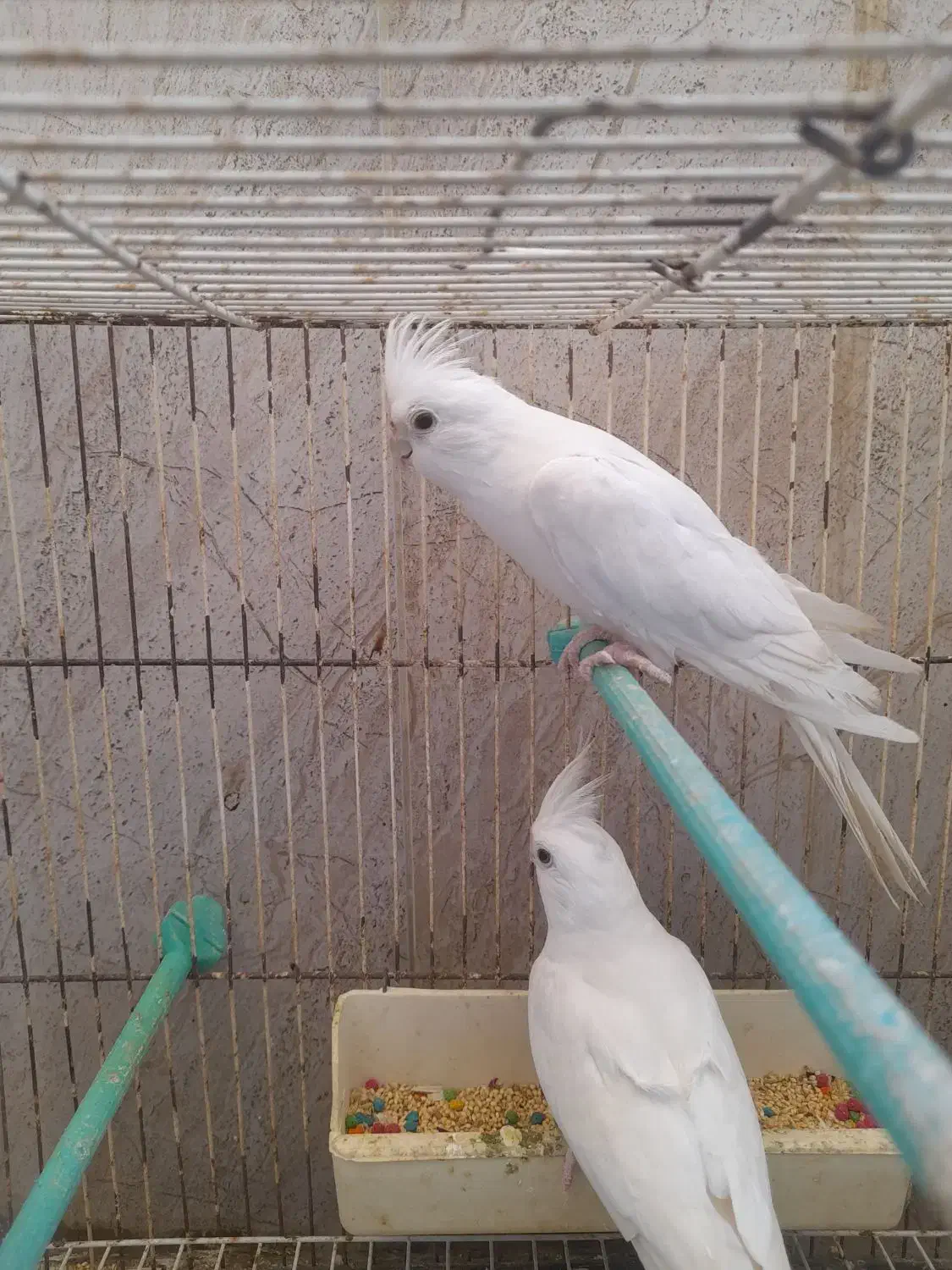 عروس هلندی|پرنده|چابهار, |دیوار