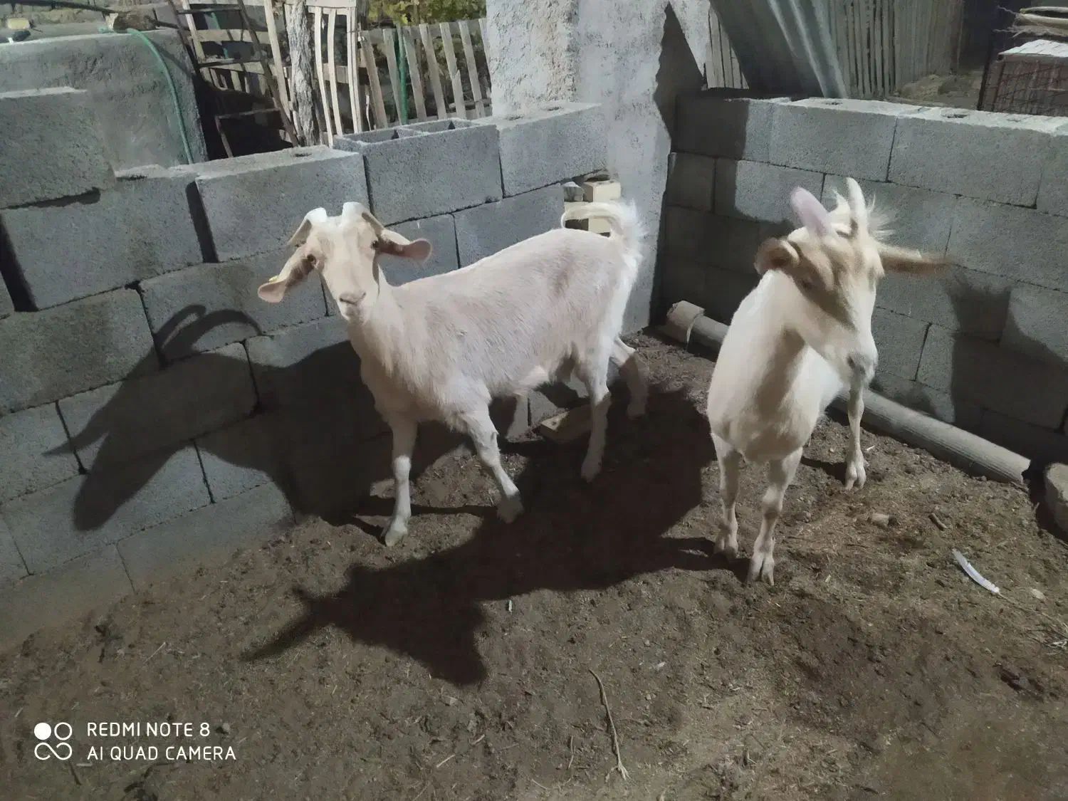 بز سانن|حیوانات مزرعه|نیر (یزد), |دیوار