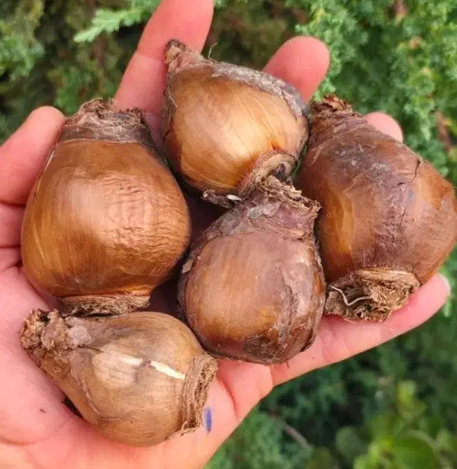 پیاز گل نرگس|گل و گیاه طبیعی|دره شهر, |دیوار