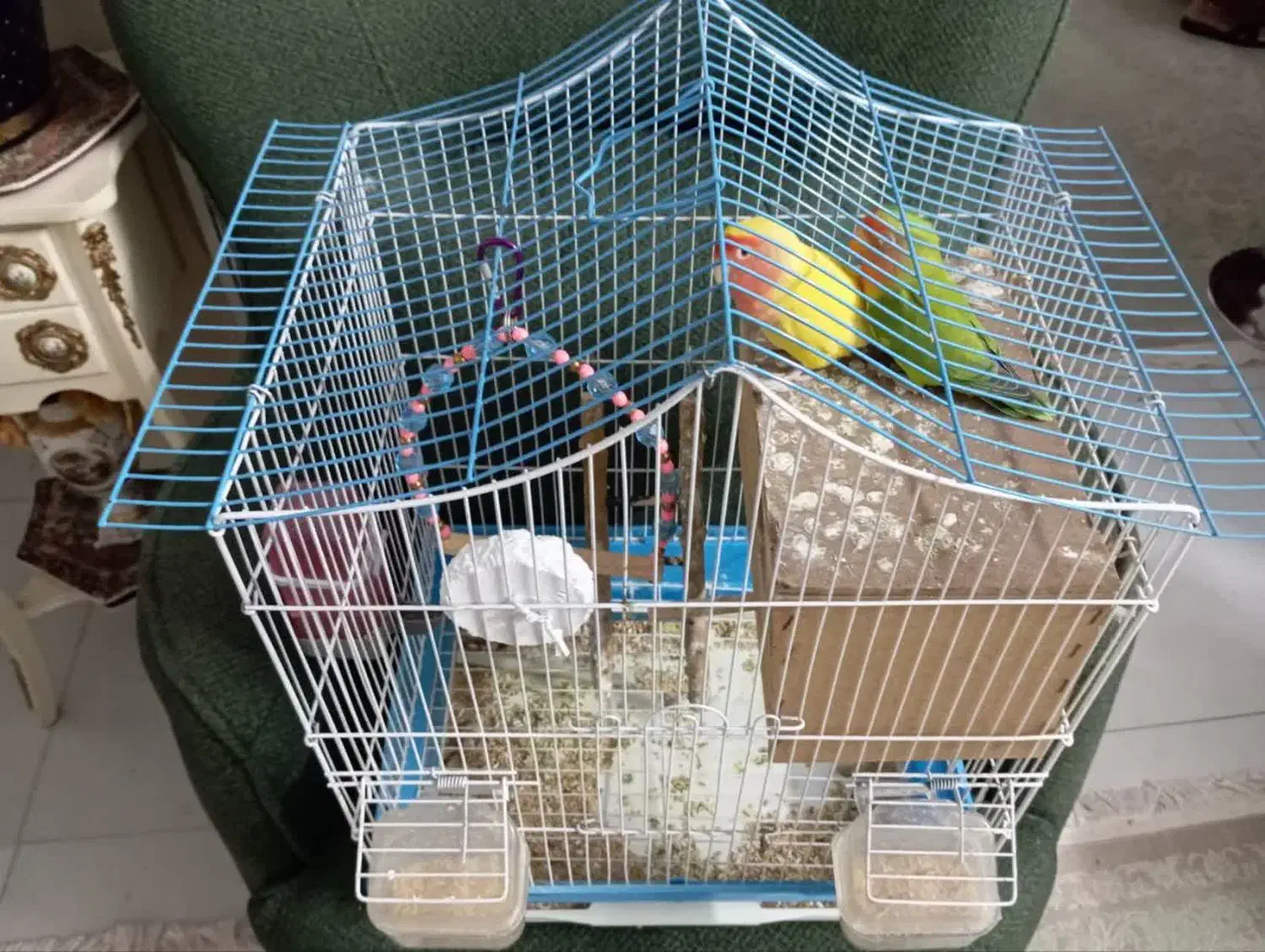 طوطی برزیلی|پرنده|ماهدشت, |دیوار