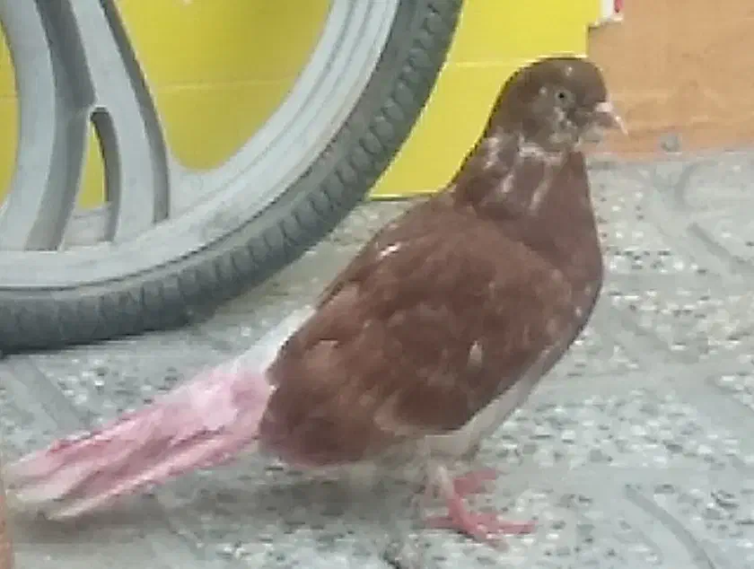 تهرانی|پرنده|دره شهر, |دیوار